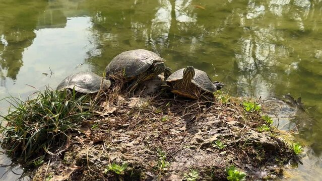 cute turtles in nature