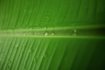 Nature Concept. Closeup of Green Leaf with many Droplet. Freshness by Water Drops. Environmental Care and Sustainable Resources. Natural Green Surface Texture Background
