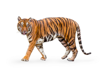 royal tiger (P. t. corbetti) isolated on on transparent background. png file. clipping path included. The tiger is staring at its prey. Hunter concept.
