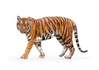 Foto auf Acrylglas Antireflex royal tiger (P. t. corbetti) isolated on on transparent background. png file. clipping path included. The tiger is staring at its prey. Hunter concept. © Puttachat