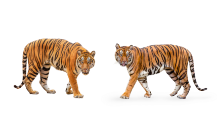 	
collection, royal tiger (P. t. corbetti) isolated on on transparent background. png file. clipping path included. The tiger is staring at its prey. Hunter concept.