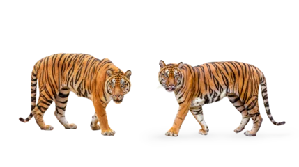 Fotobehang   collection, royal tiger (P. t. corbetti) isolated on on transparent background. png file. clipping path included. The tiger is staring at its prey. Hunter concept. © Puttachat