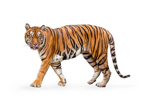 royal tiger (P. t. corbetti) isolated on on transparent background. png file. clipping path included. The tiger is staring at its prey. Hunter concept.