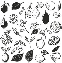 Vector lemons citrus fruits with branches and leaves isolated on a white background line doodle