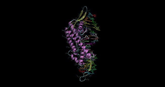 Replication terminator protein (RTP) bound to DNA in replication fork arrest, 3D molecule spinning, 4K 
