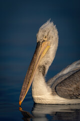 Close-up of Dalmatian pelican head on water