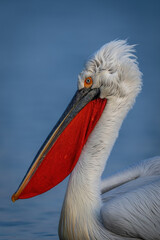 Close-up of Dalmatian pelican neck and head