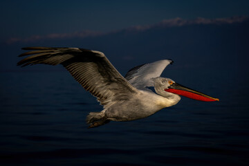Fototapeta na wymiar Dalmatian pelican flies across water beside mountains