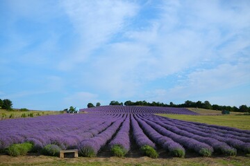 beautiful lavender field, large, blooming, spring mood.