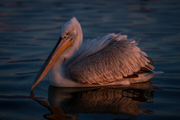 Dalmatian pelican swims across lake at dawn