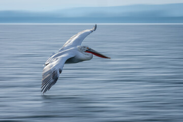 Slow pan of Dalmatian pelican crossing lagoon