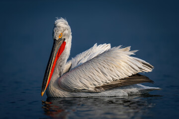 Dalmatian pelican swims across lake watching camera