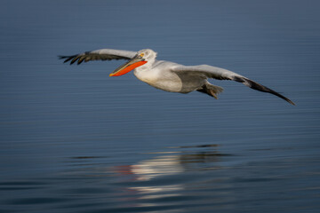 Slow pan of pelican gliding above lake