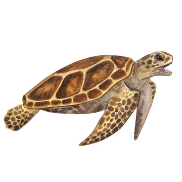 Big sea turtle. Endangered. Loggerhead Caretta. Realistic painting. Hand-drawn watercolor illustration isolated on white background