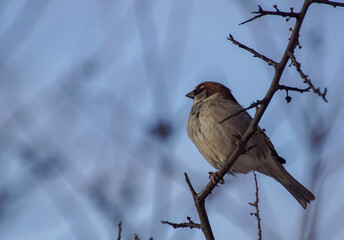 robin on branch