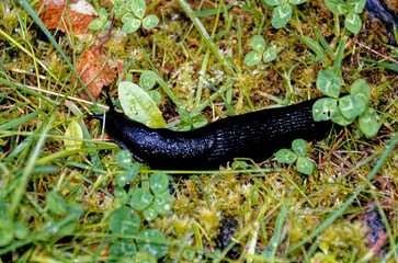 Large black slug on grass in a garden