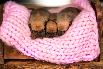 Dogs sleep on a small wooden bed