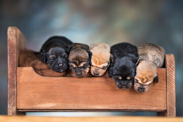 Little puppies sleeping in bed