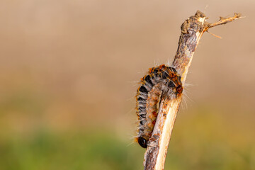 Pine caterpillar on a tree branch. Invertebrate insect macro photo. Poisonous and dangerous insect. spring plague.