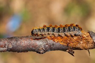 Pine caterpillar on a tree branch. Invertebrate insect macro photo. Poisonous and dangerous insect. spring plague.