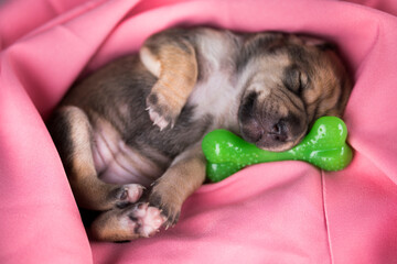 A little dog sleeps with a rubber bone on a pink blanket