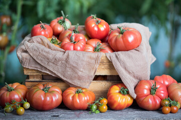 Tomatoes vegetable garden, organic products