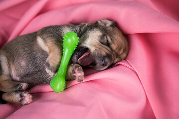 Dog sleeps with a rubber bone on a pink blanket