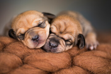 Little cute puppies are sleeping on a blanket