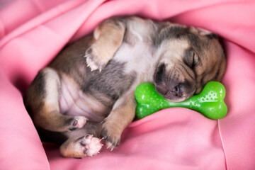 Dog sleeps with a rubber bone on a pink blanket