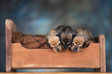 Dogs sleep on a small wooden bed