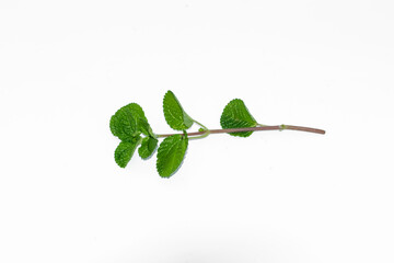 Obraz premium Creeping Charlie's stalk, green leaf on white background
