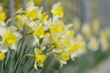黄色いスイセンの花　3月