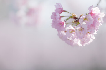 満開の桜の花　3月