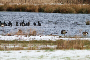 A stunning and rare photo of a large group of Cormorant Birds who have grouped together at the edge of a lake. A very rare sight to see such a large flock.