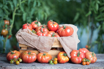 Red Tomatoes in a Greenhouse, organic food