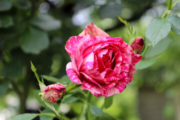 Red, pink rozes in a garden