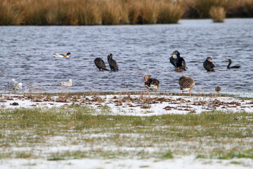 A stunning and rare photo of a large group of Cormorant Birds who have grouped together at the edge of a lake. A very rare sight to see such a large flock.