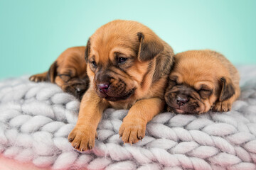 Dogs on a sleeps on a blanket