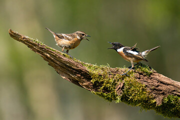 Pair of arguing Stonechats