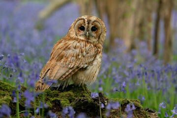 Tawny Owl in bluebell forest