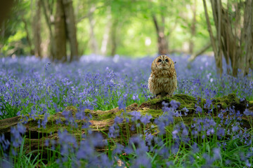 Tawny Owl in bluebell forest