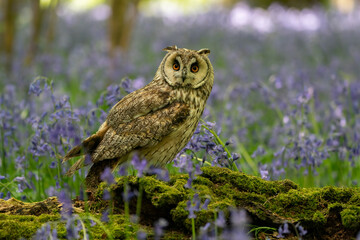 Long eared owl in bluebell forest