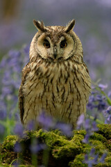 Long eared owl in bluebell forest