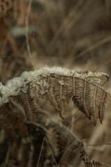 Crystal snow flakes on a fern plant in winter woodland setting. Forest flowers cold weather, ice snowflake