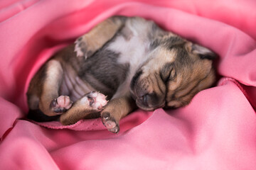 A beautiful little dog sleeps on a pink blanket