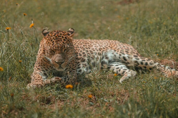 Large adult leopard, jaguar, cheetah cat. Safari wild cat with orange fur and black spots, zoo animal mammal sun bathing