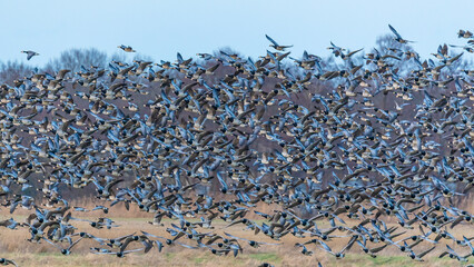 Nonnengänse am Bodden vor Zingst.