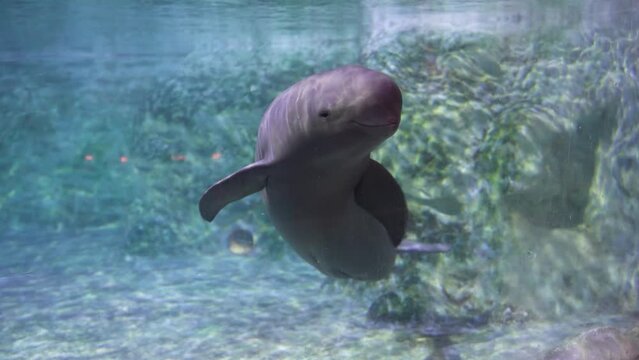 Finless porpoise underwater greeting and beckoning cute action swimming