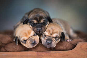 Dogs sleep on a small wooden bed