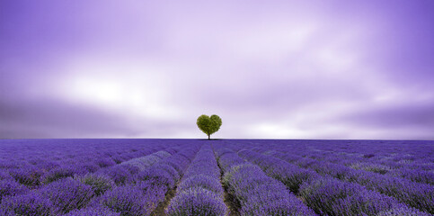 Fototapeta na wymiar Lavendelfeld mit einem Herzbaum